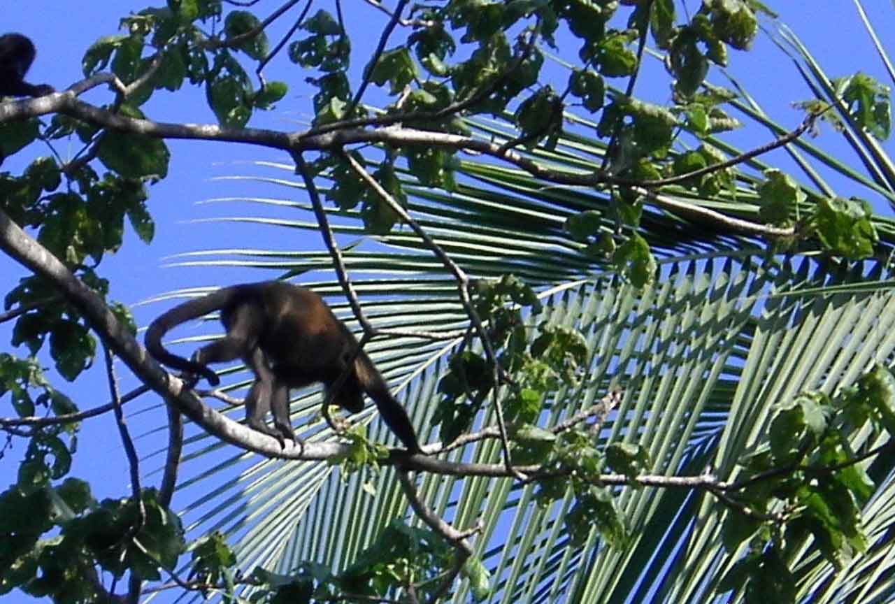 monkey-burica