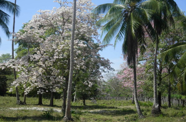 trees in bloom burica panama